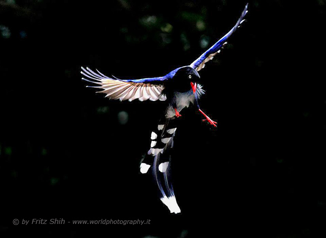 Taiwan Blue Magpie in Flight